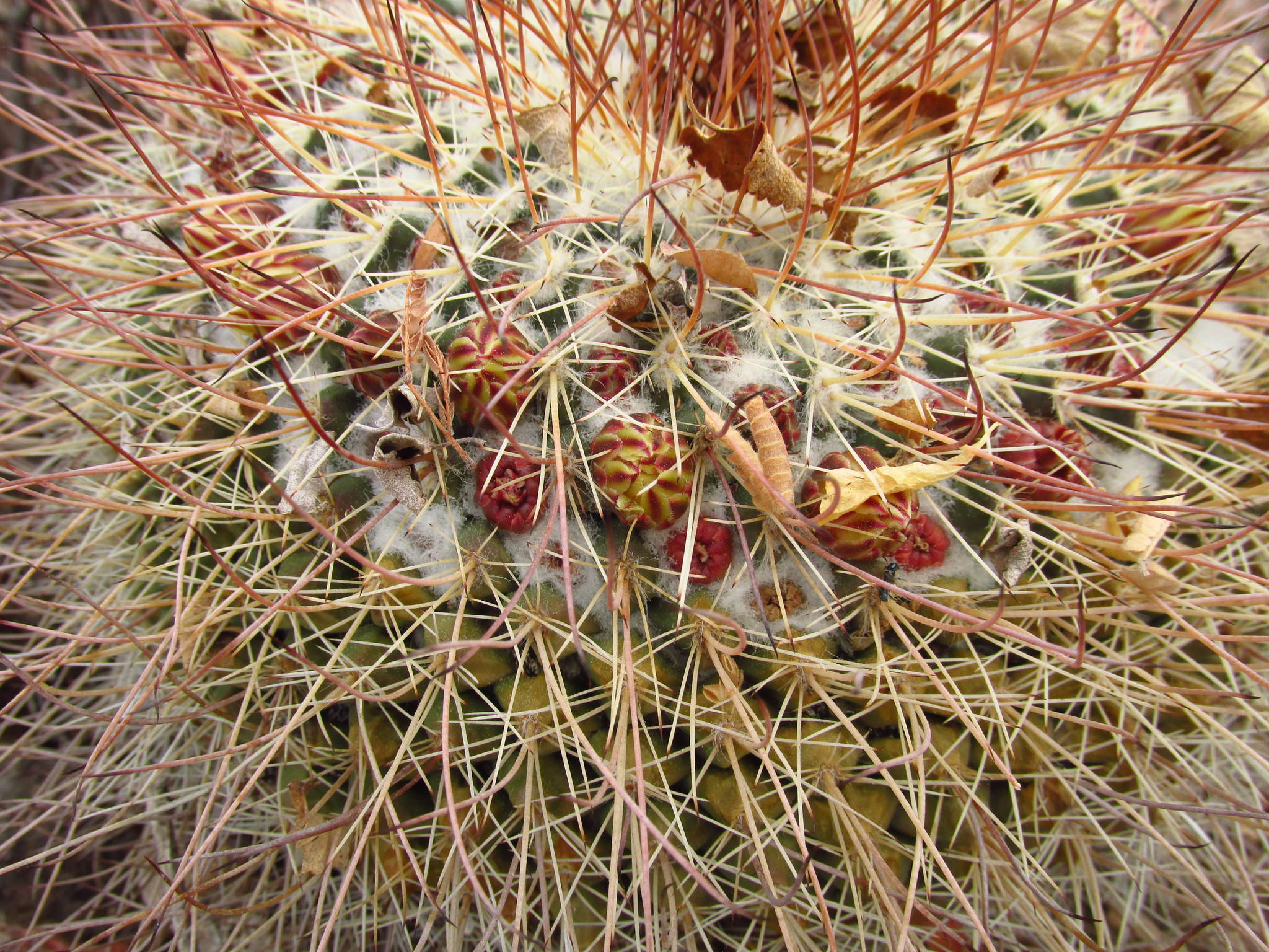 Mammillaria grusonii